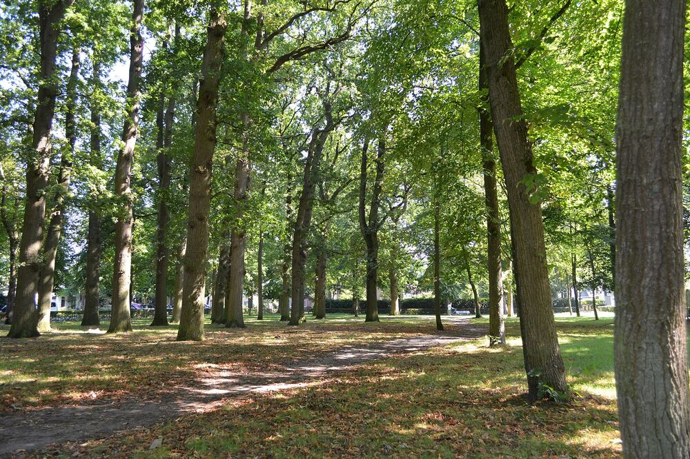 Groene dorpsbrink met hoge oude bomen en een zonovergoten wandelpad